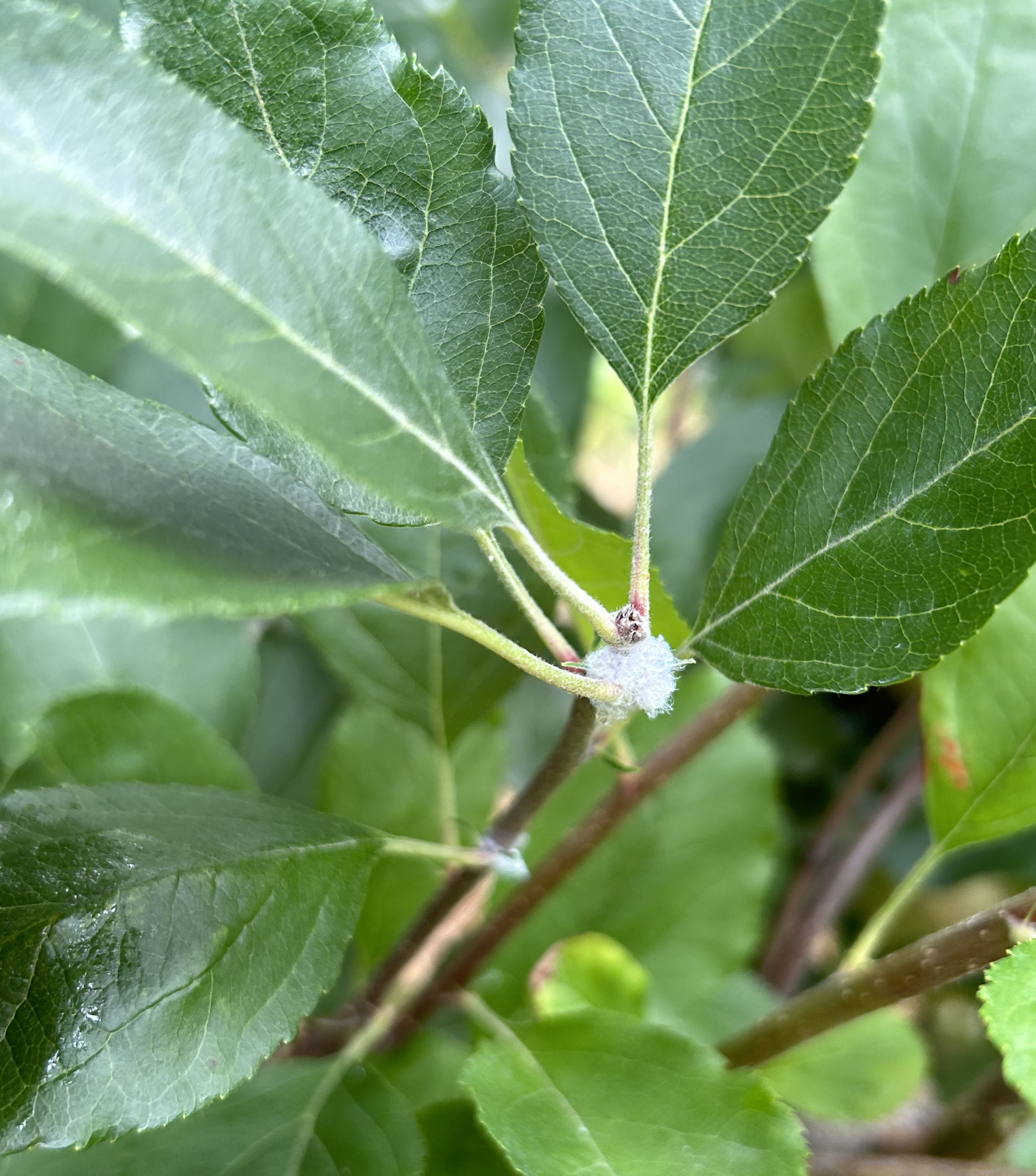 Woolly Apple Aphid_Lindsay Brown.jpg